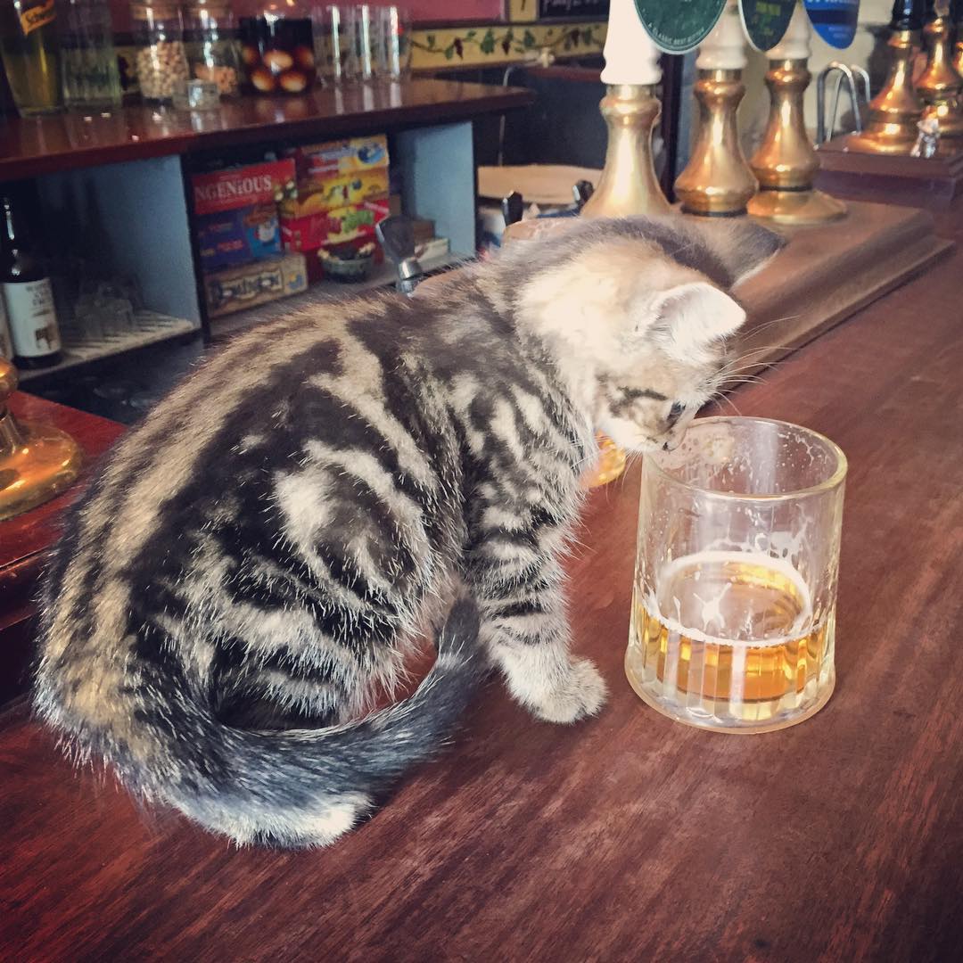 A kitten sniffing a pint at the pub