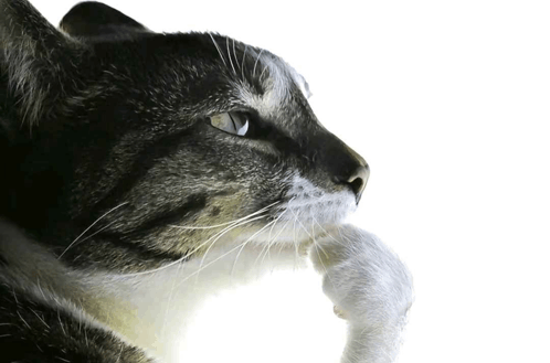 A cat deep in thought
