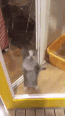 A very happy dancing cat