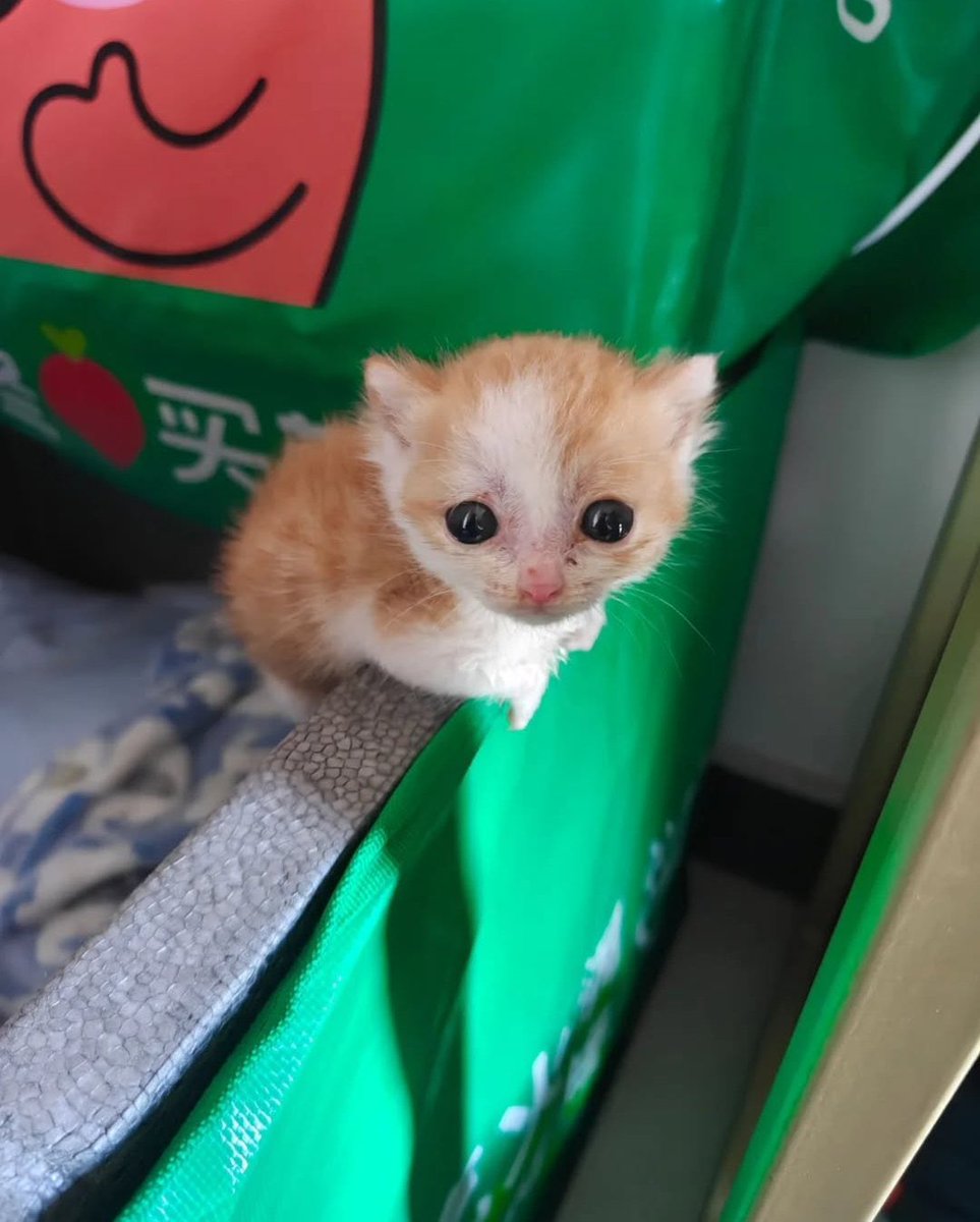 A very small, very sad kitten